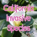Invasive Species in California