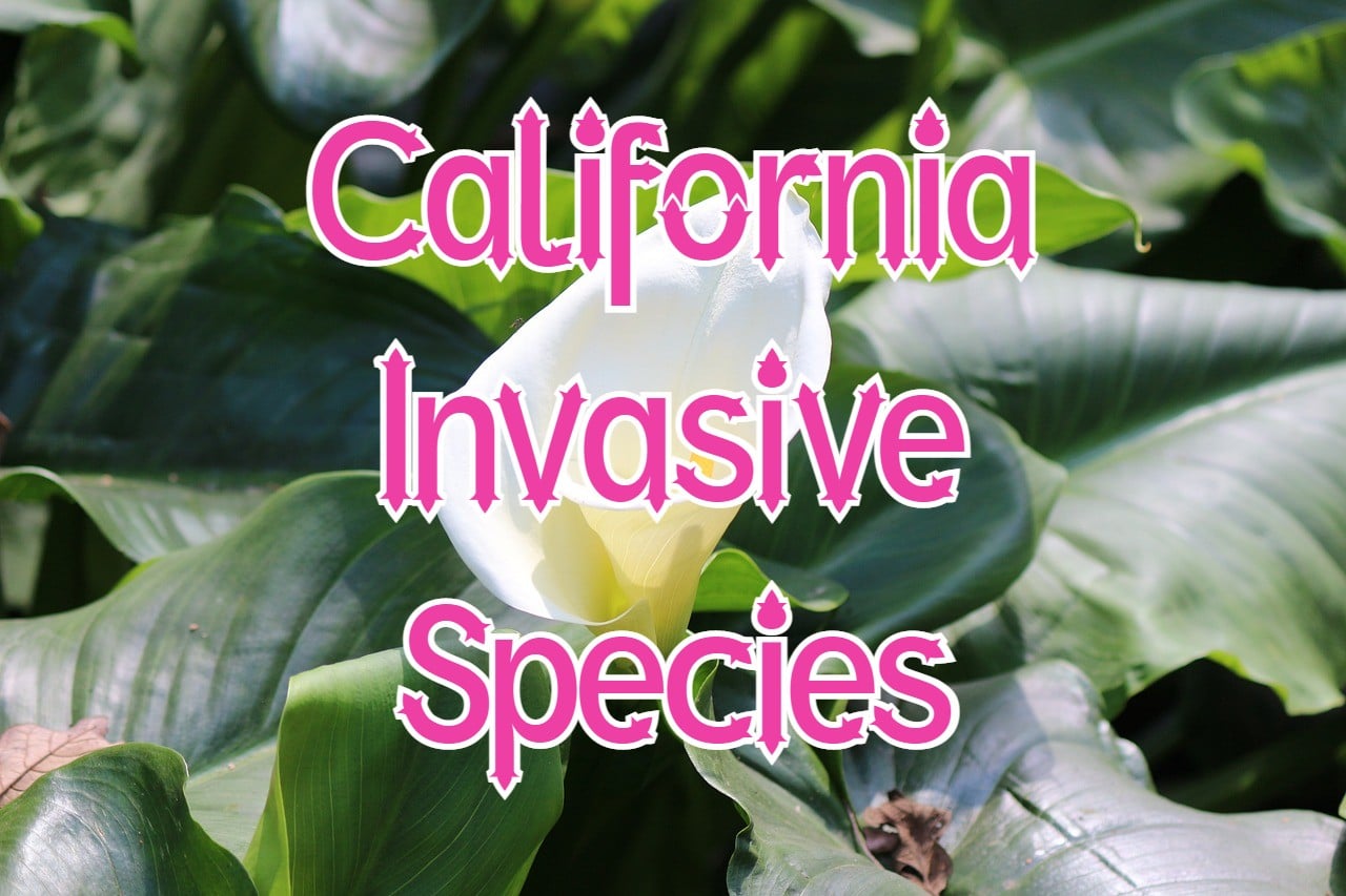 67 Invasive Species in California (Animals and Plants)