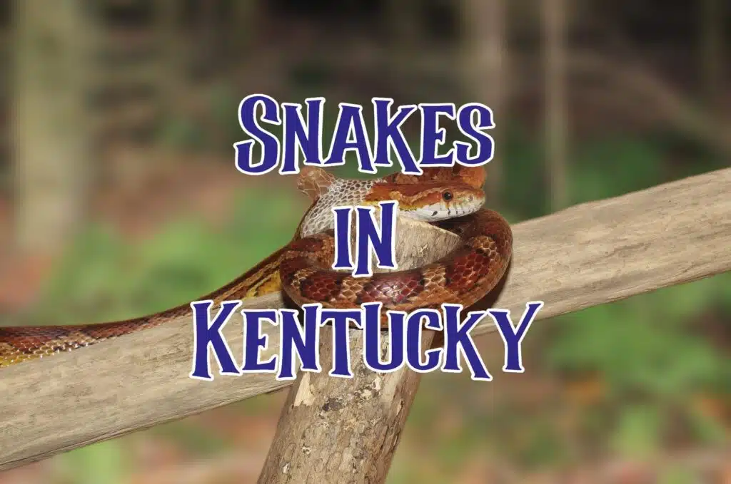 Snakes in Kentucky