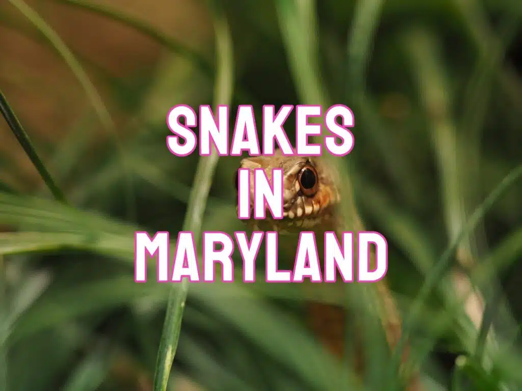 Snakes in Maryland