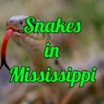 Snakes in Mississippi