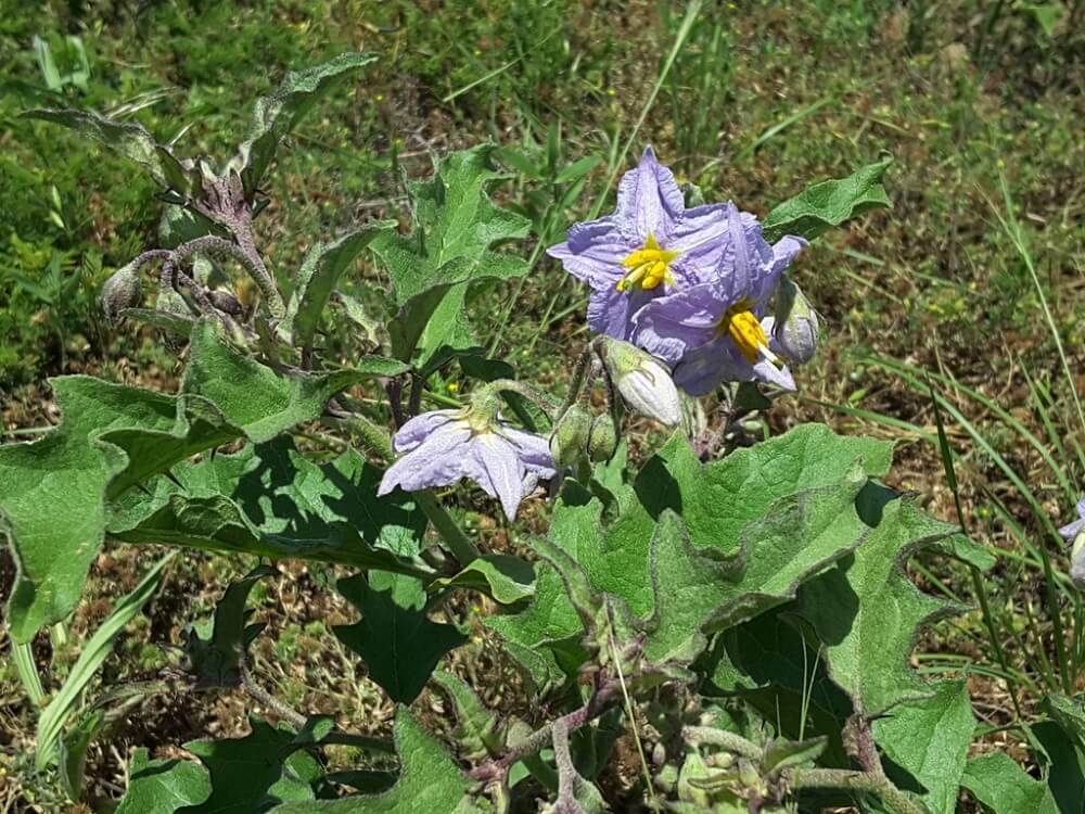 73 Common Purple Wildflowers (Pictures and Identification)