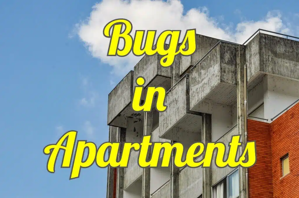 bugs in apartments