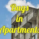 bugs in apartments