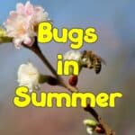 bugs in summer