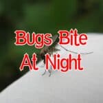 bugs that bite at night
