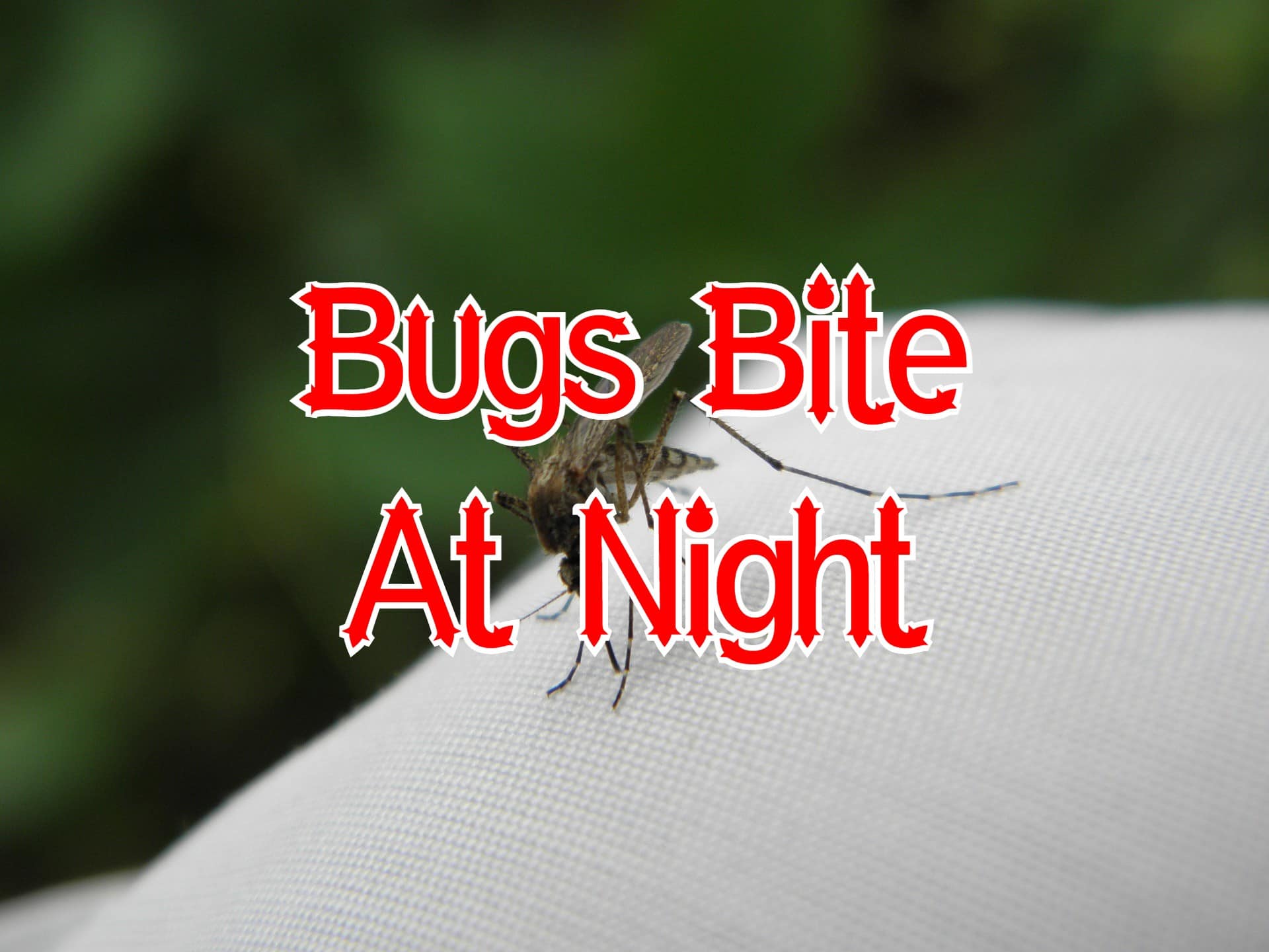 Bugs That Bite At Night 