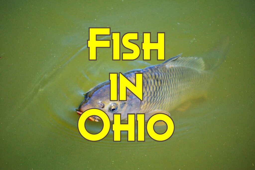 fish in ohio