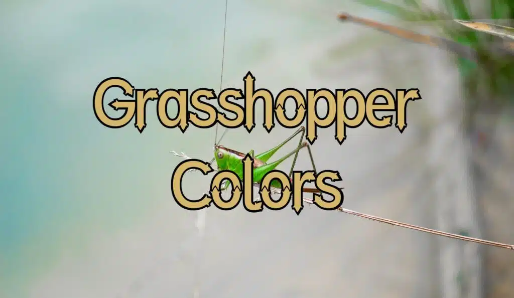 grasshopper colors