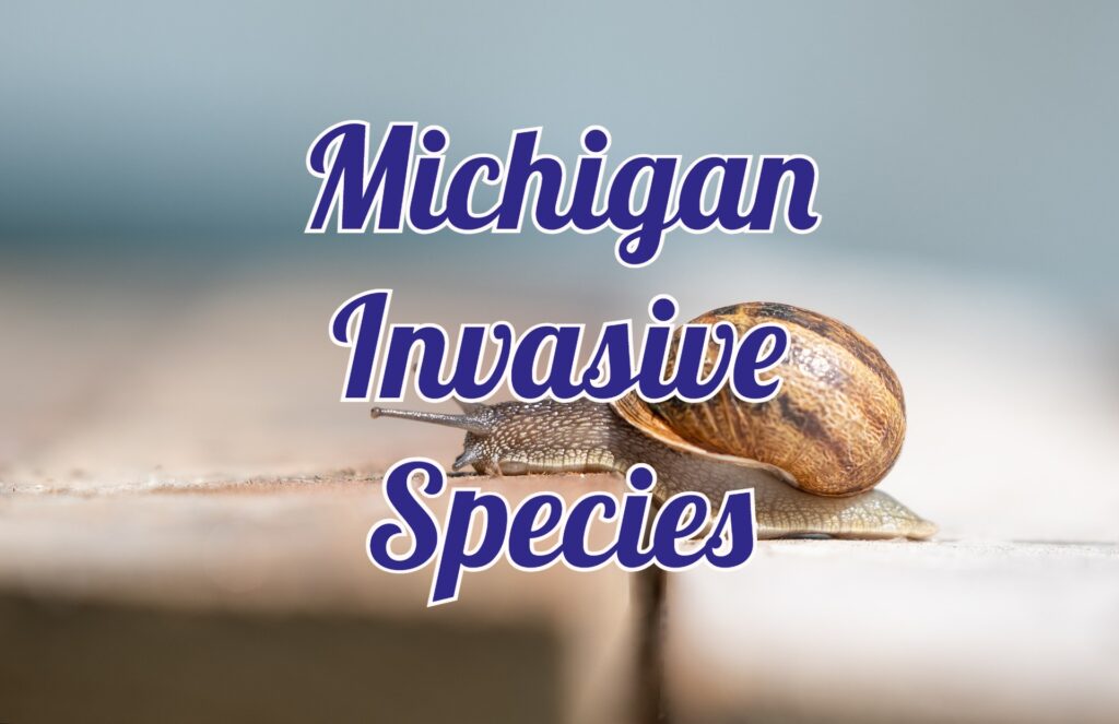 invasive species in Michigan