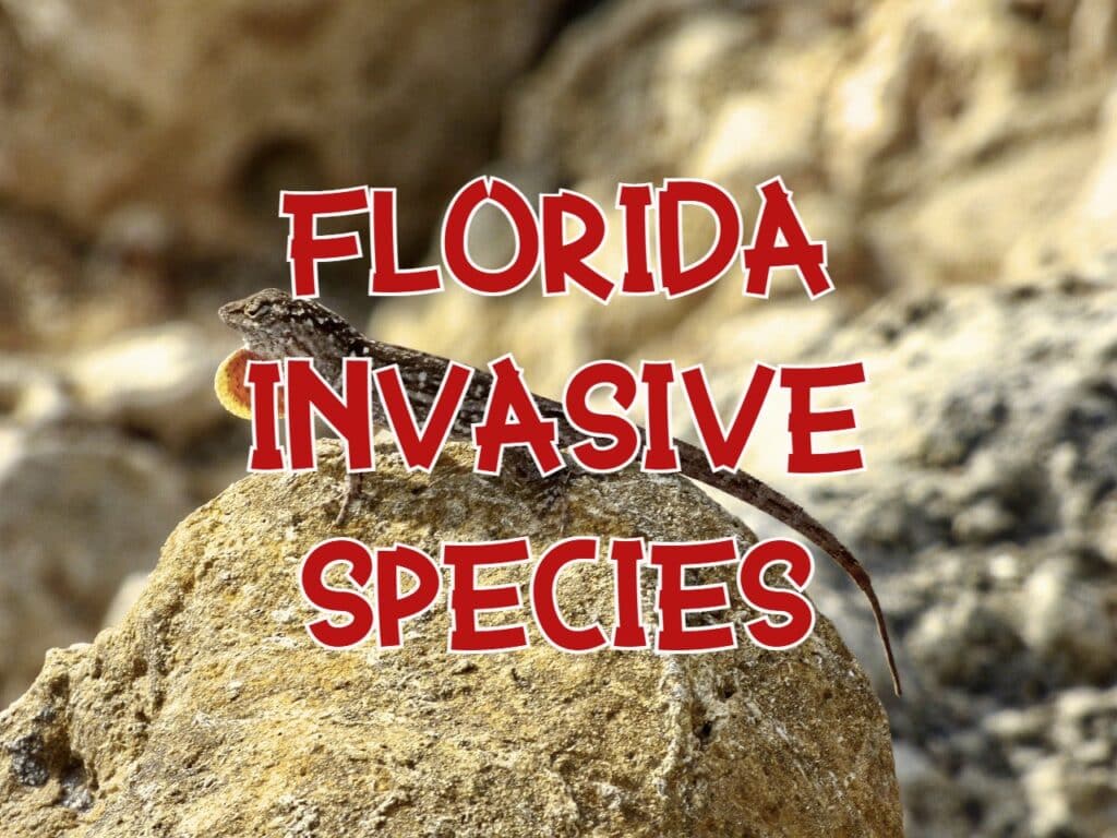 invasive species in florida
