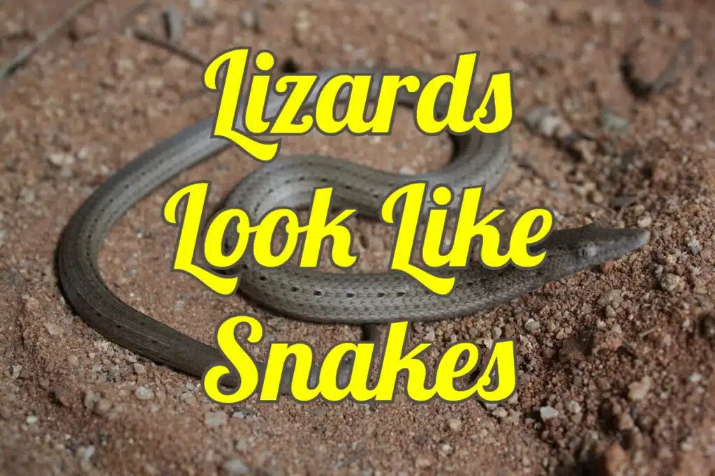 lizards that look like snakes