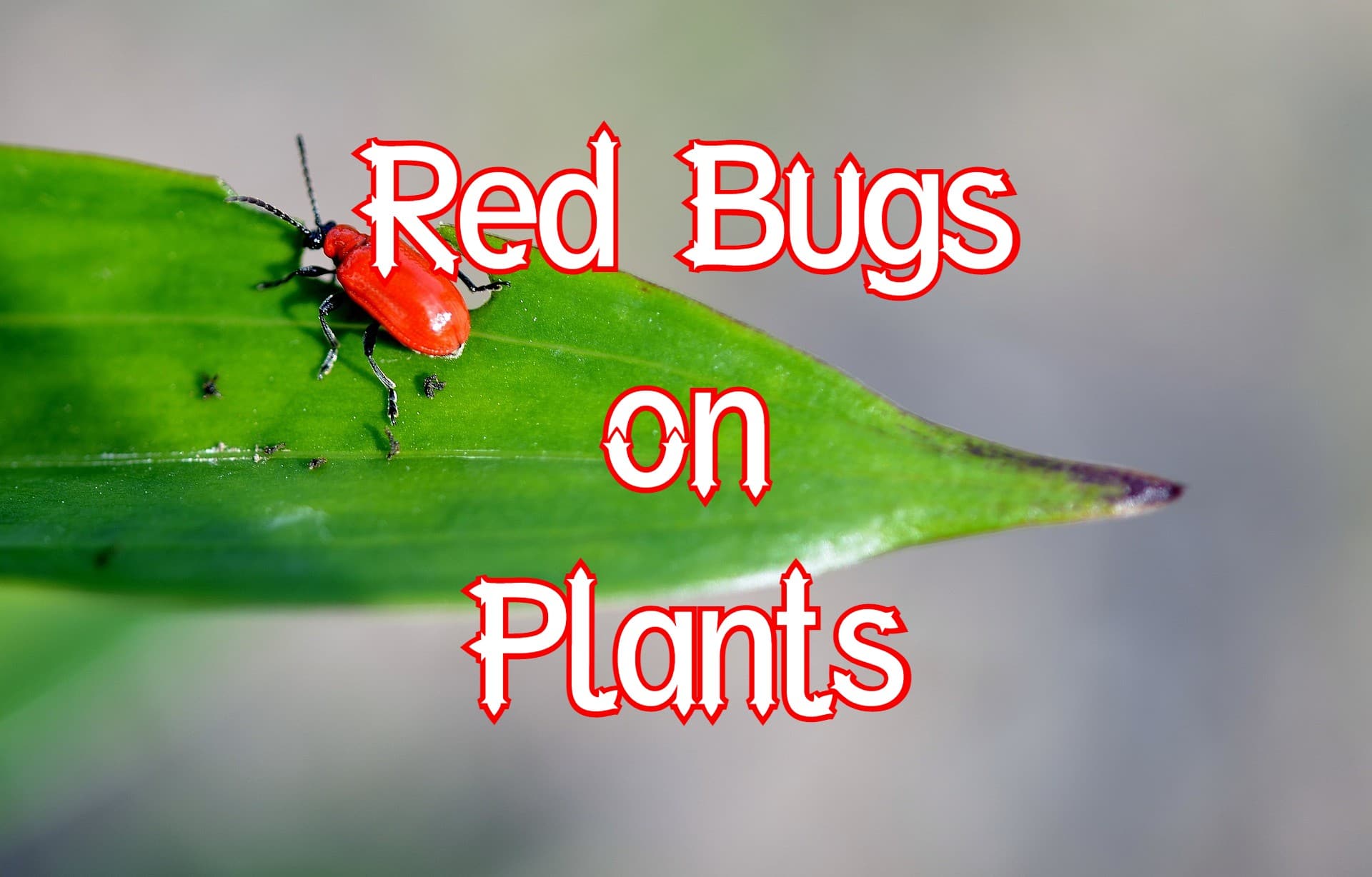 Red Bugs On Plants 