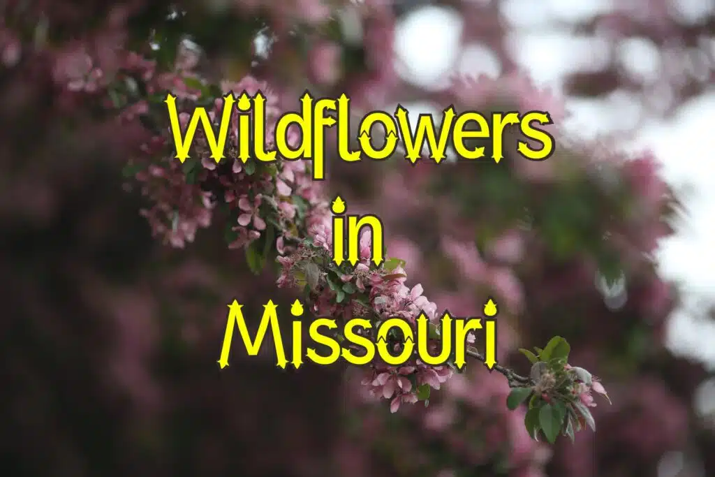 Wildflowers in Missouri