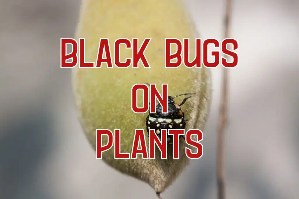 black bugs on plants