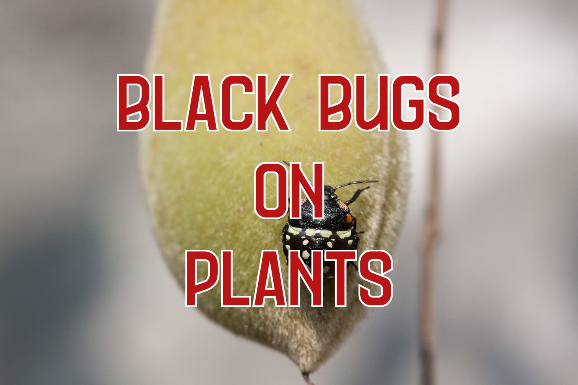 How To Get Rid Of Black Bugs In The House at Woodrow Shelby blog