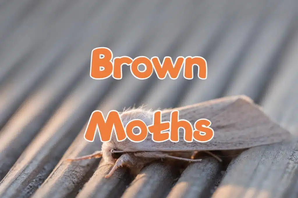 brown moths
