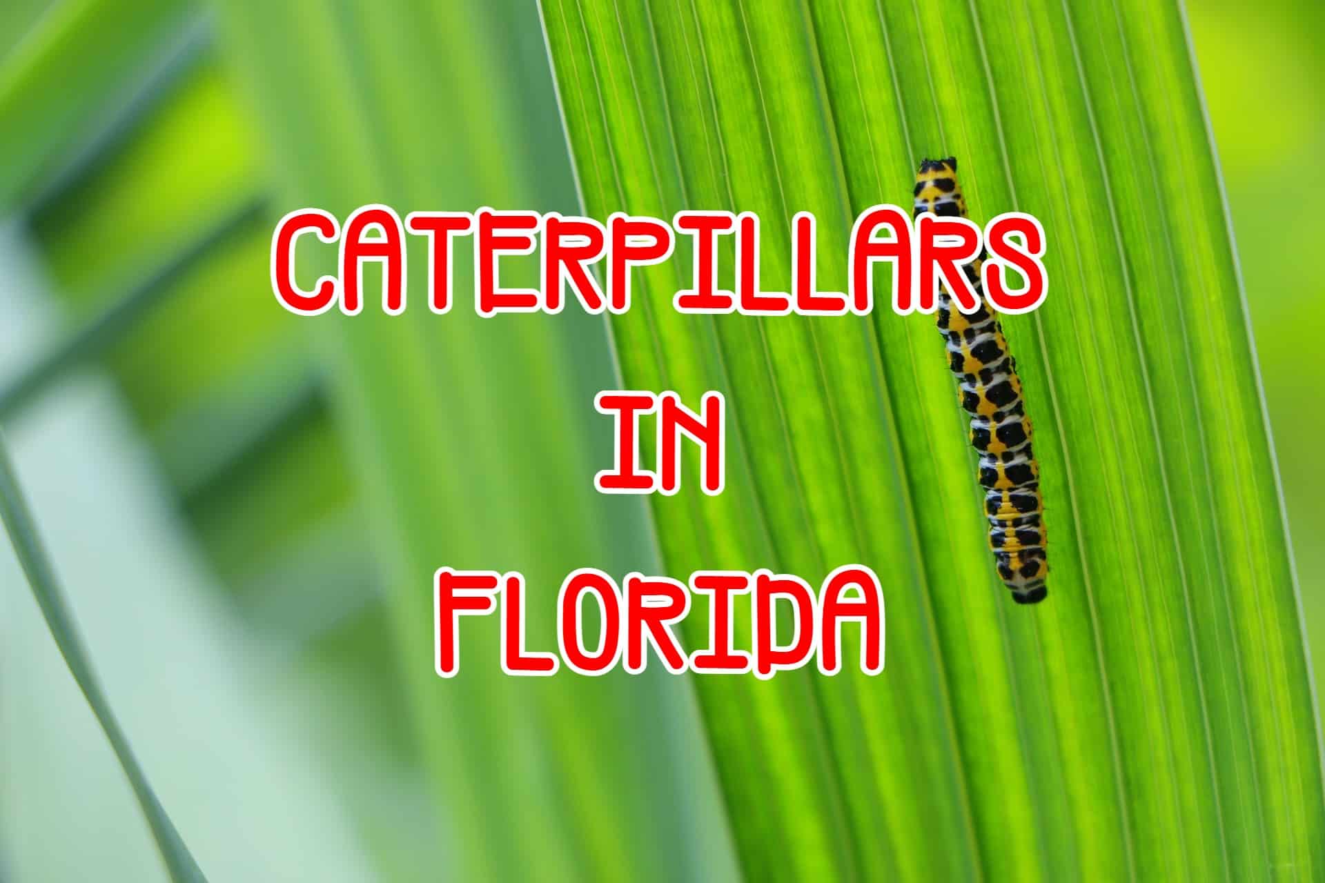 Caterpillars Of Florida Identification