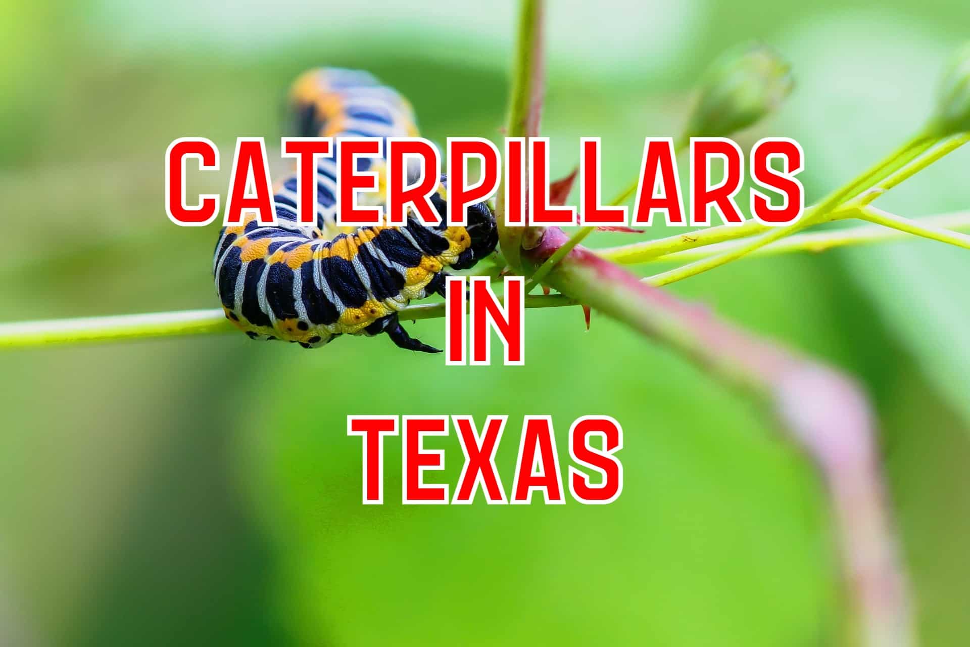 42 Caterpillars in Texas (Pictures and Identification Guide)