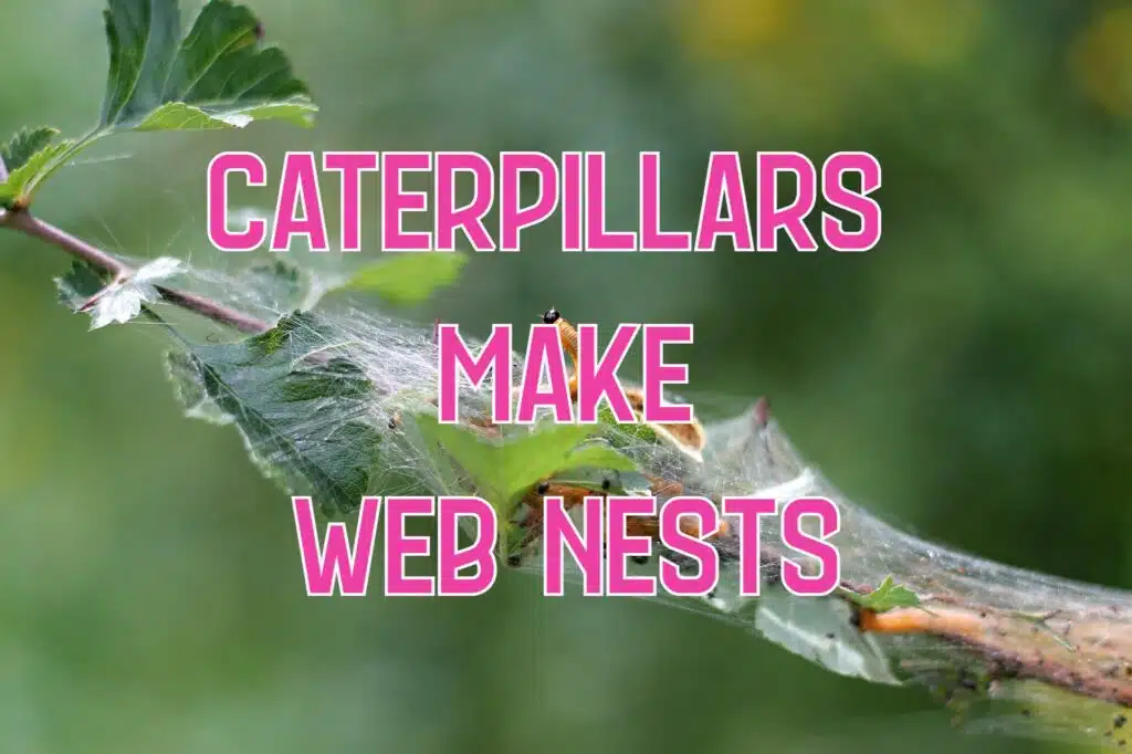 caterpillars that make web nests in trees