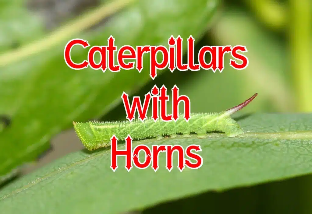 caterpillars with horns