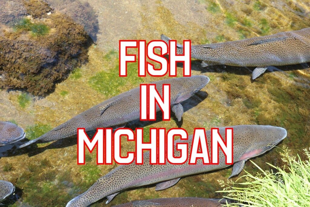 fish in Michigan
