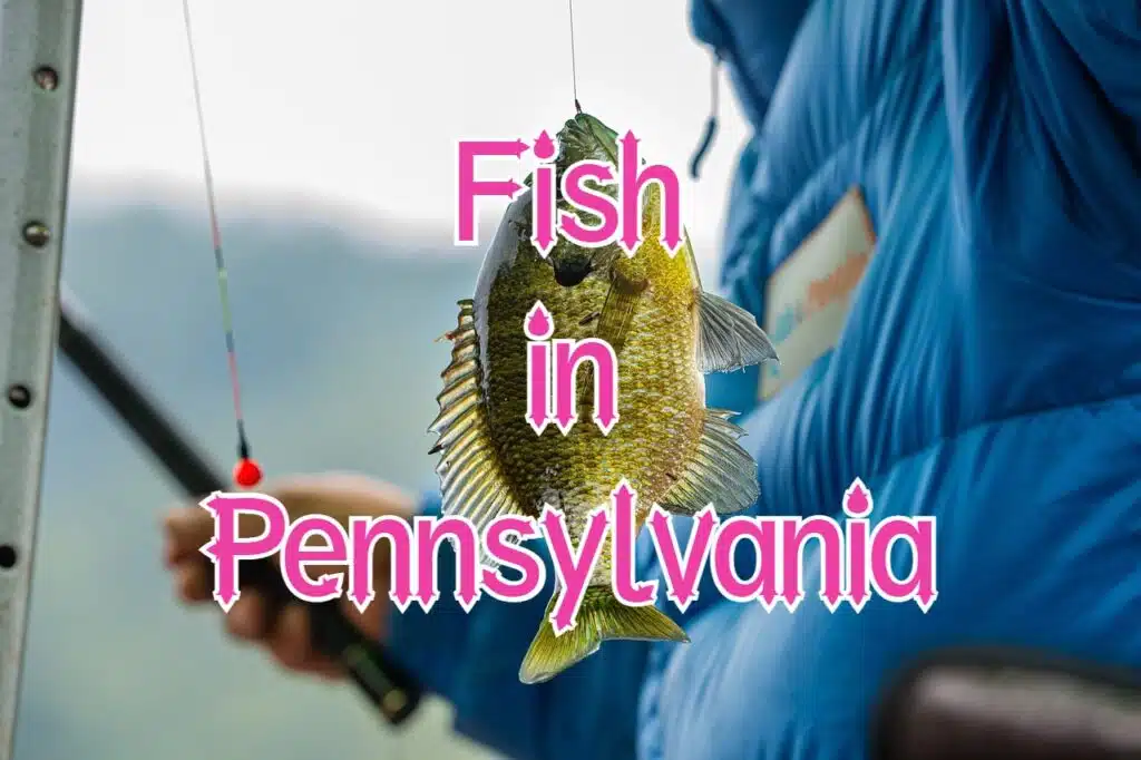 fish in Pennsylvania