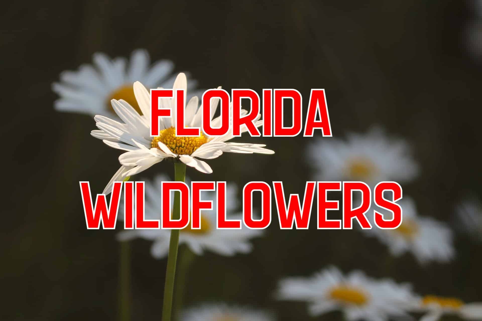 54 Common Wildflowers in Florida (Pictures & Identification)