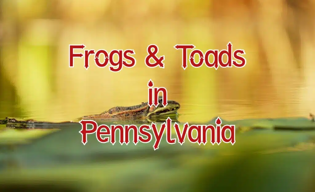 frogs toads in Pennsylvania
