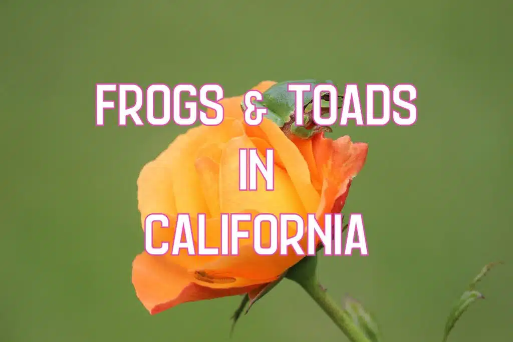 frogs toads in california