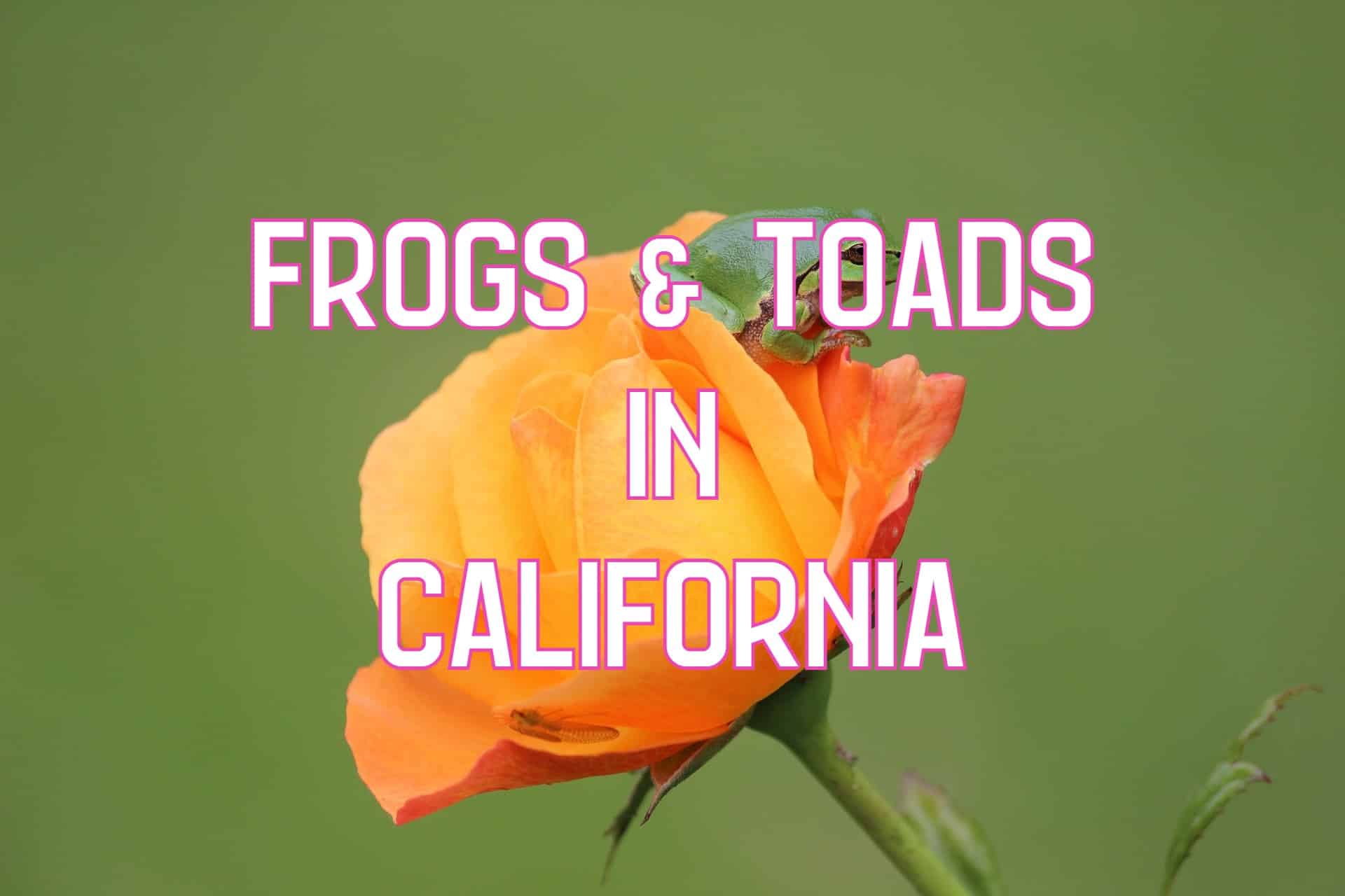 31 Frogs and Toads in California: Species, Images, & Sounds