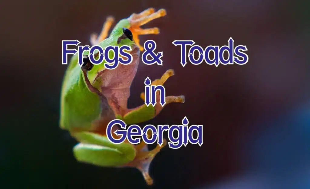 frogs toads in georgia