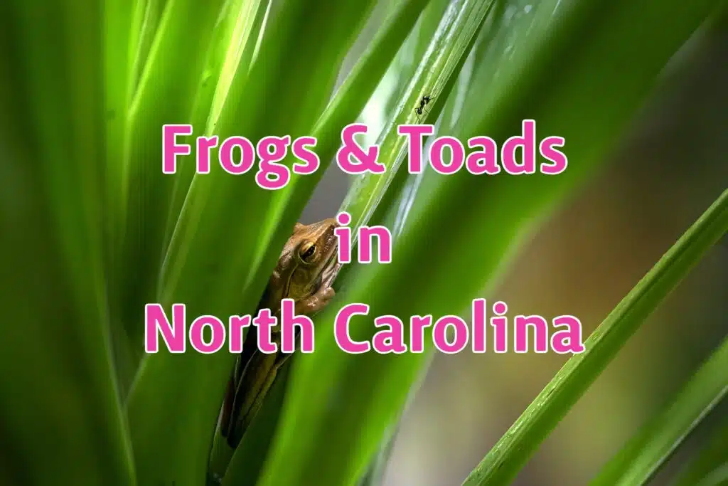 frogs toads in north carolina