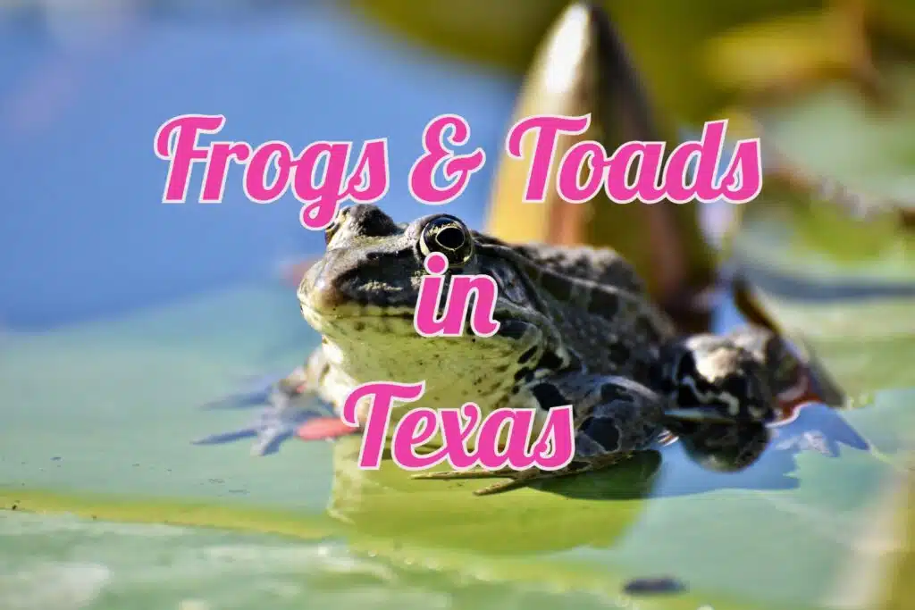 frogs toads in texas