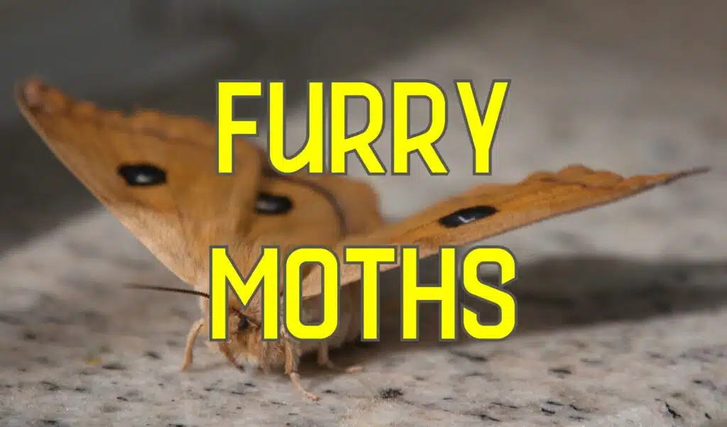 furry moths