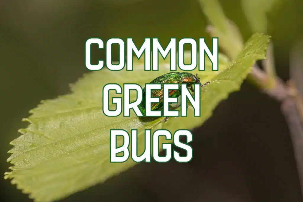 green bugs