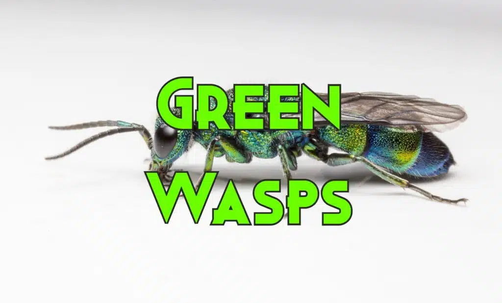 green wasps