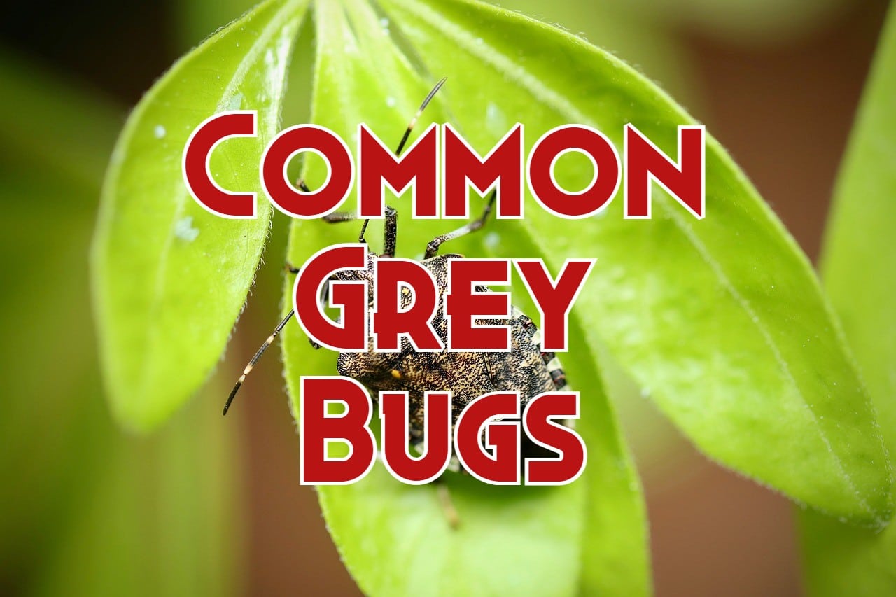 22 Common Grey Bugs You May Encounter (with Pictures)