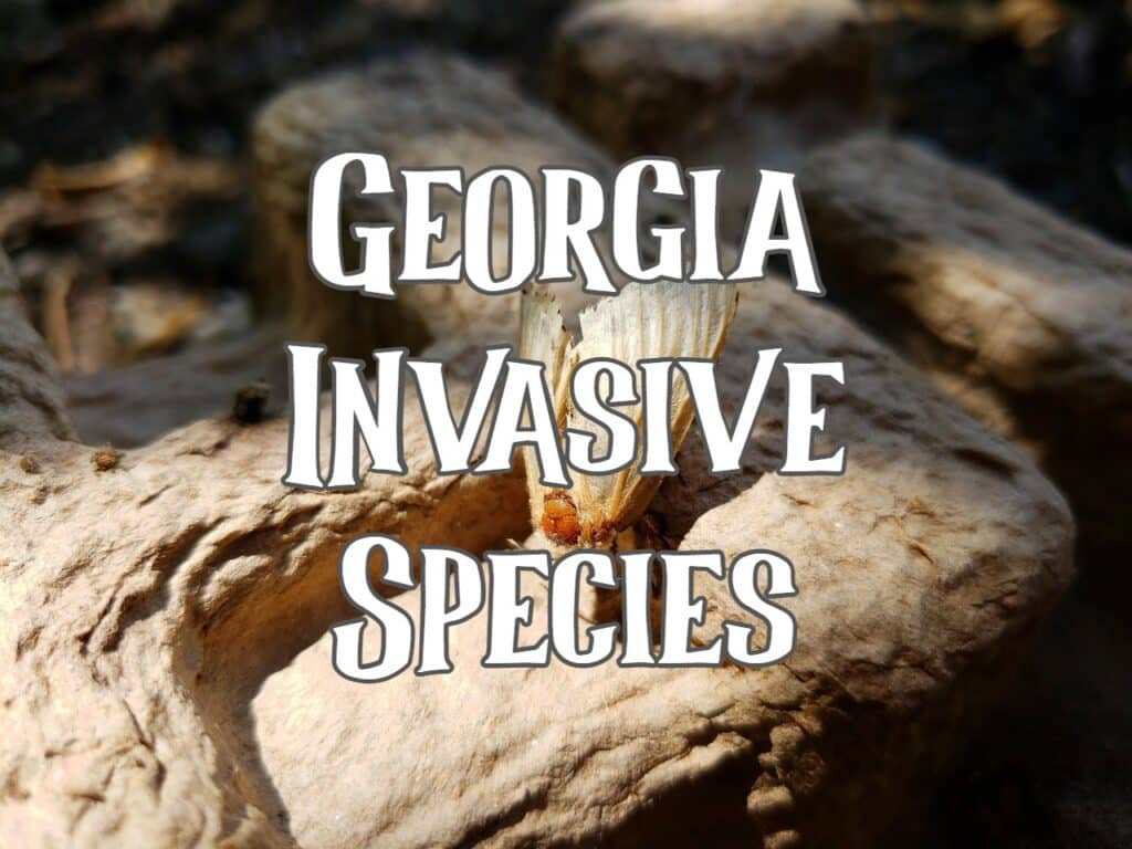 invasive species in Georgia