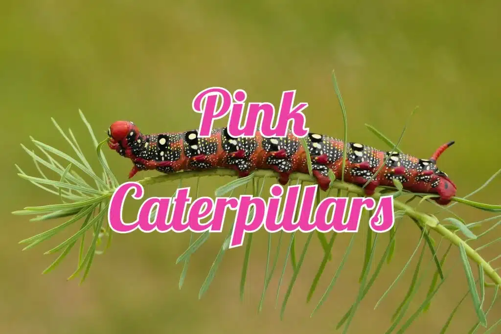 pink caterpillars
