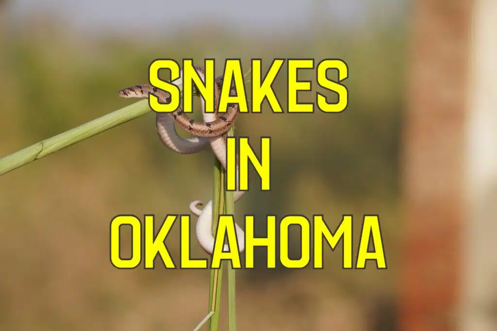 snakes in oklahoma