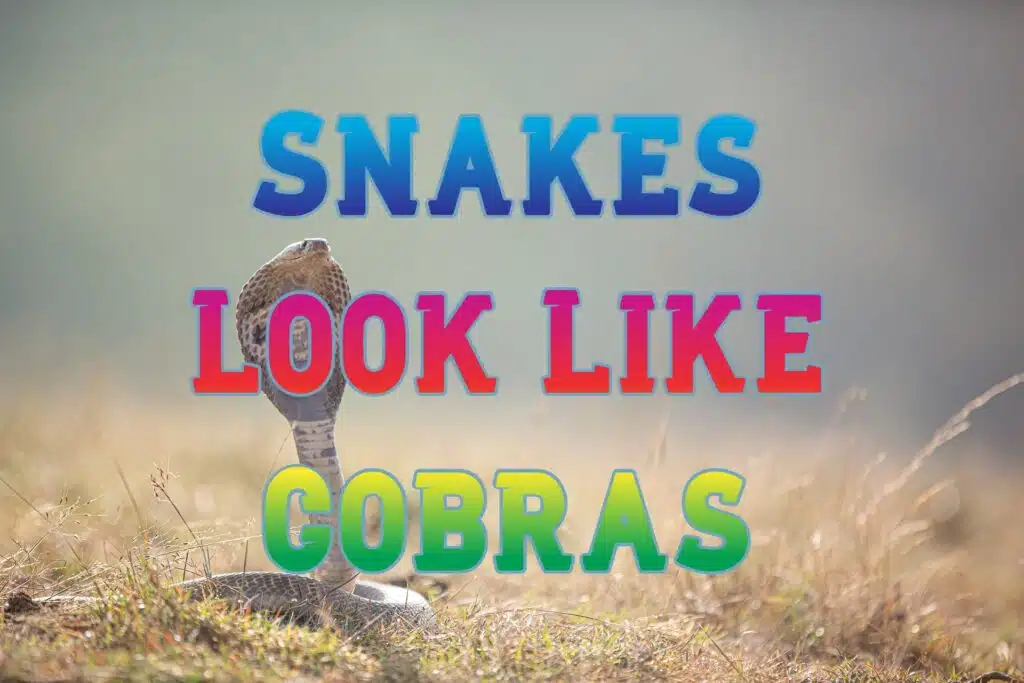 snakes that look like cobras