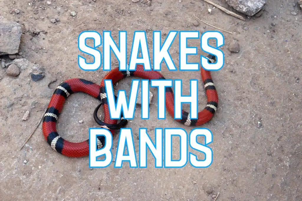 snakes with bands