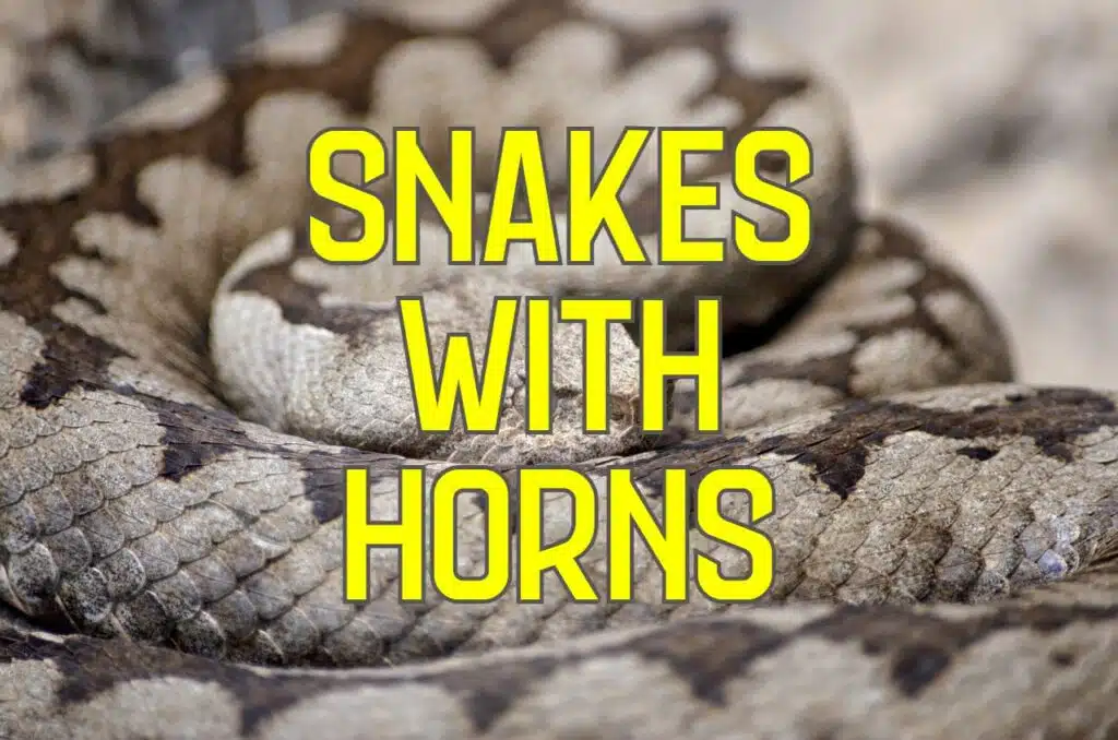 snakes with horns