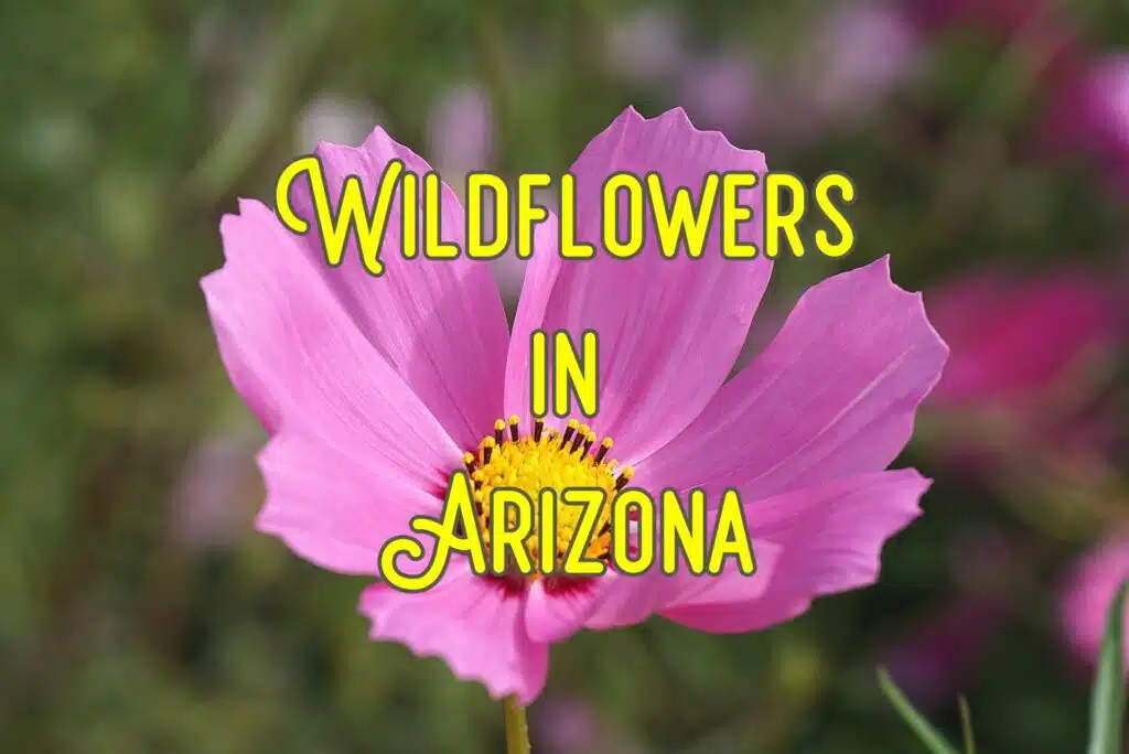 wildflowers in arizona