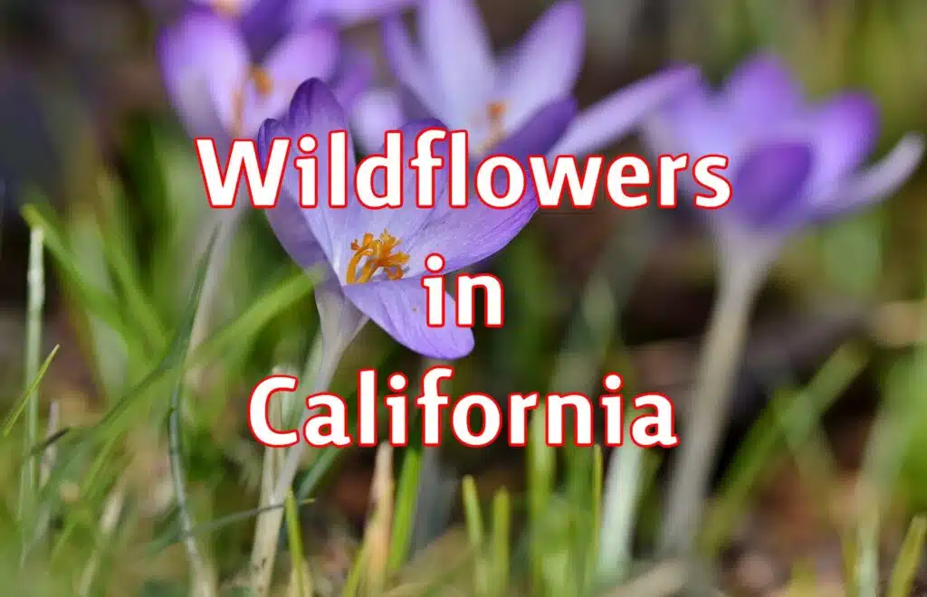 wildflowers in california