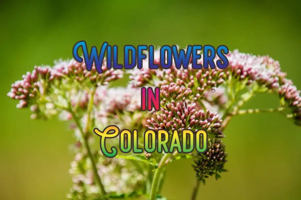 wildflowers in colorado