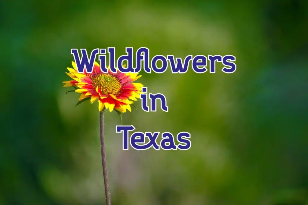 wildflowers in texas