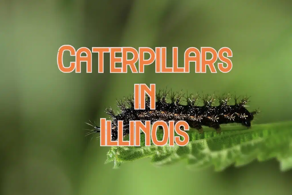 Caterpillars in Illinois