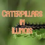 Caterpillars in Illinois